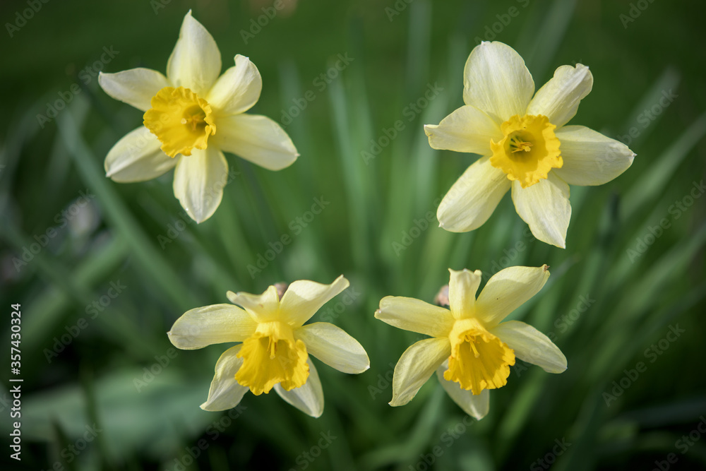 Four beautiful yellow narcissus in a flower garden Four beautiful yellow narcissus in a flower garden
