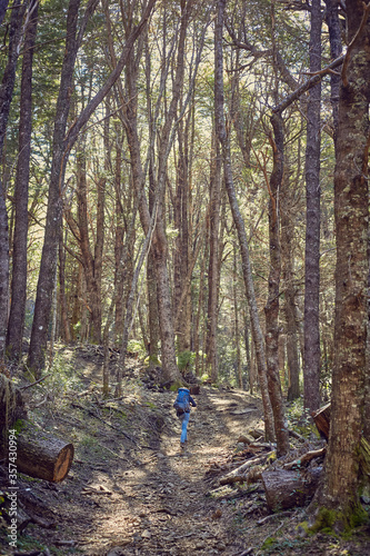 Hombre joven caminando con mochila en bosque de montaña photo