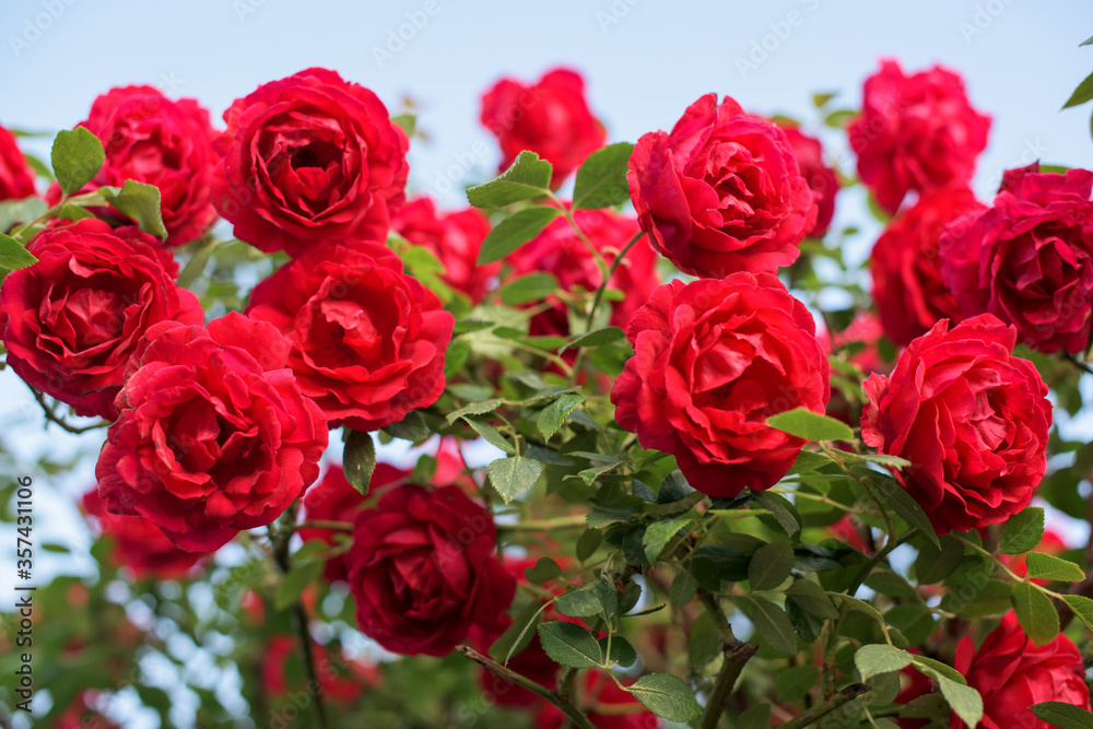 Beautiful bush of red roses in a spring garden. Red rose on sky background. Beautiful bush of red roses in a spring garden. Red rose on sky background.