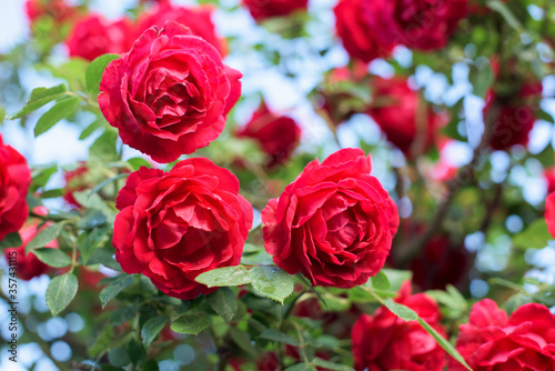 Beautiful bush of red roses in a spring garden. Red rose on sky background.