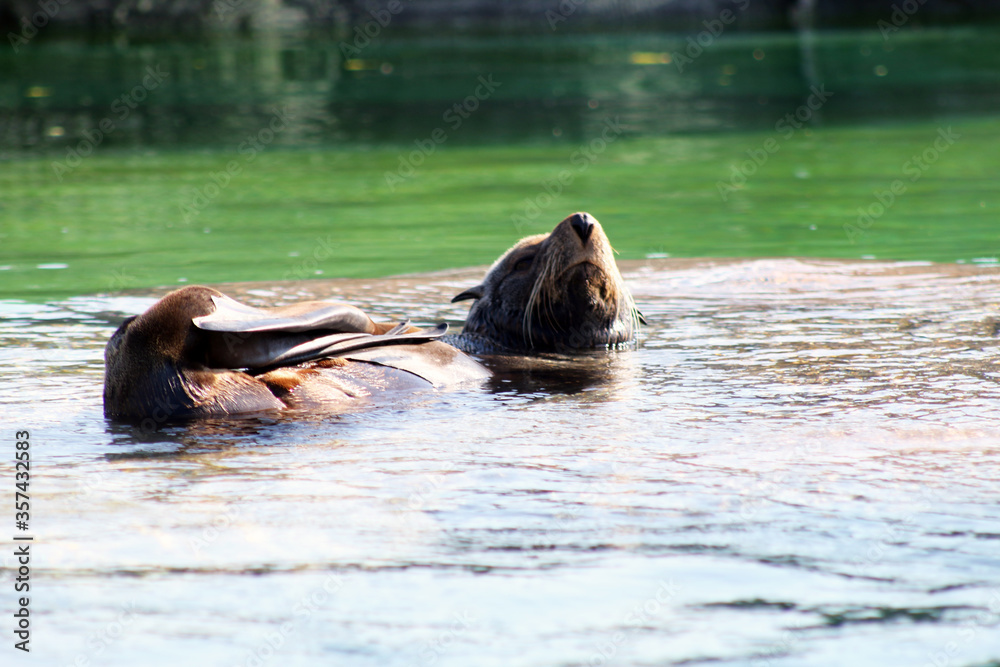 Fototapeta premium sea lion in the water