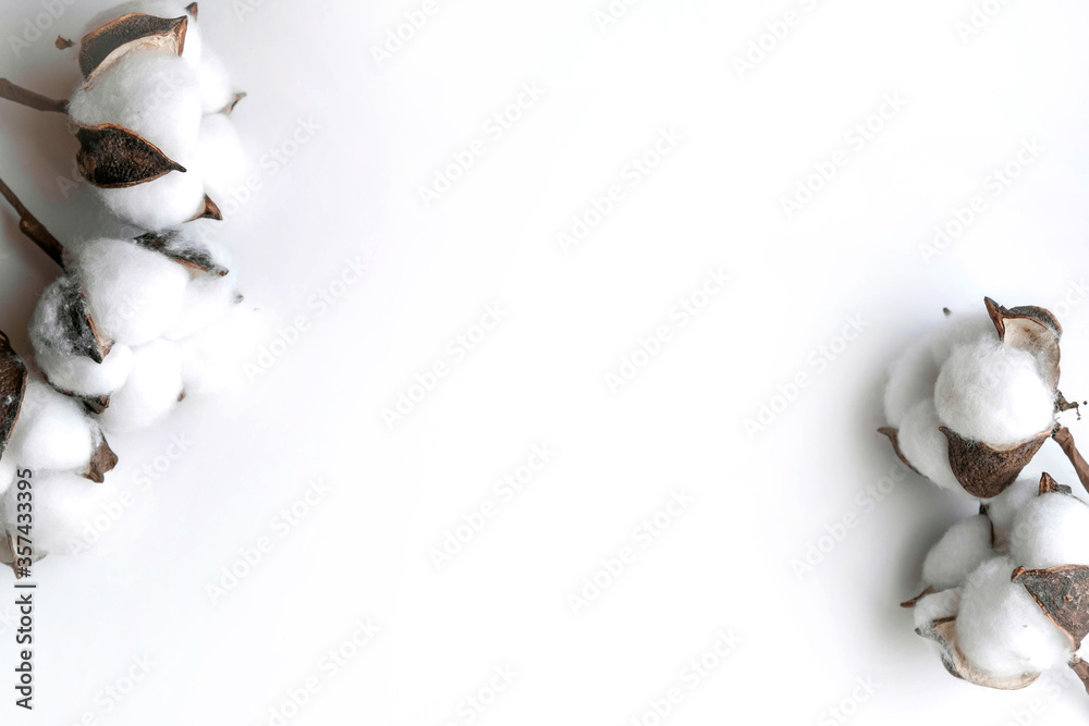 Cotton bolls on a white background. Fruits of cotton on a white background along the top edge. Cotton frame
