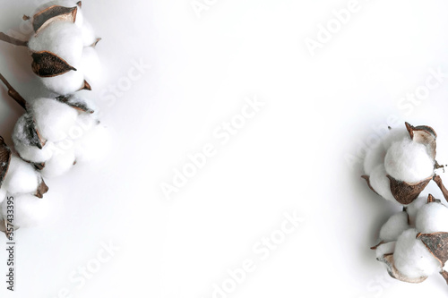 Obraz na płótnie Cotton bolls on a white background. Fruits of cotton on a white background along the top edge. Cotton frame w salonie