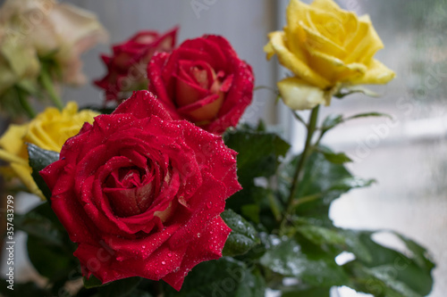 Bouquet of red  yellow and cream roses. On a wooden background  which stand on the windowsill. Window. Summer flowers.