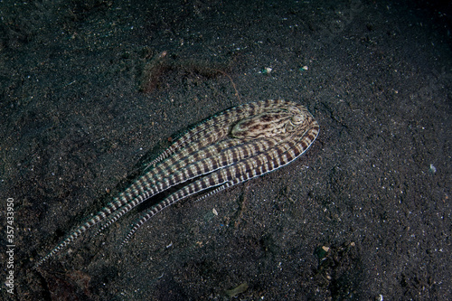 Tablou pe pânză A Mimic octopus, Thaumoctopus mimicus, is found on the black sand seafloor in Lembeh Strait, Indonesia