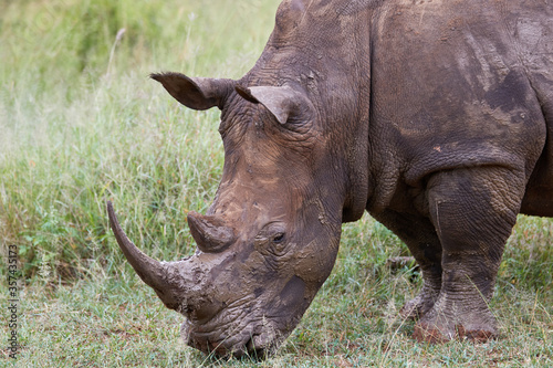White muddy rhino eating grass
