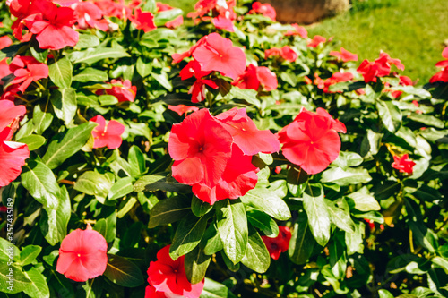 red flowers in Egypt hotel