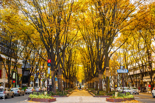 Photos Jozenji-dori Avenue in Sendai, Japan
