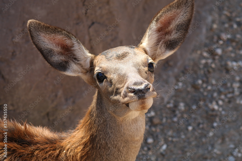 portrait of a young deer