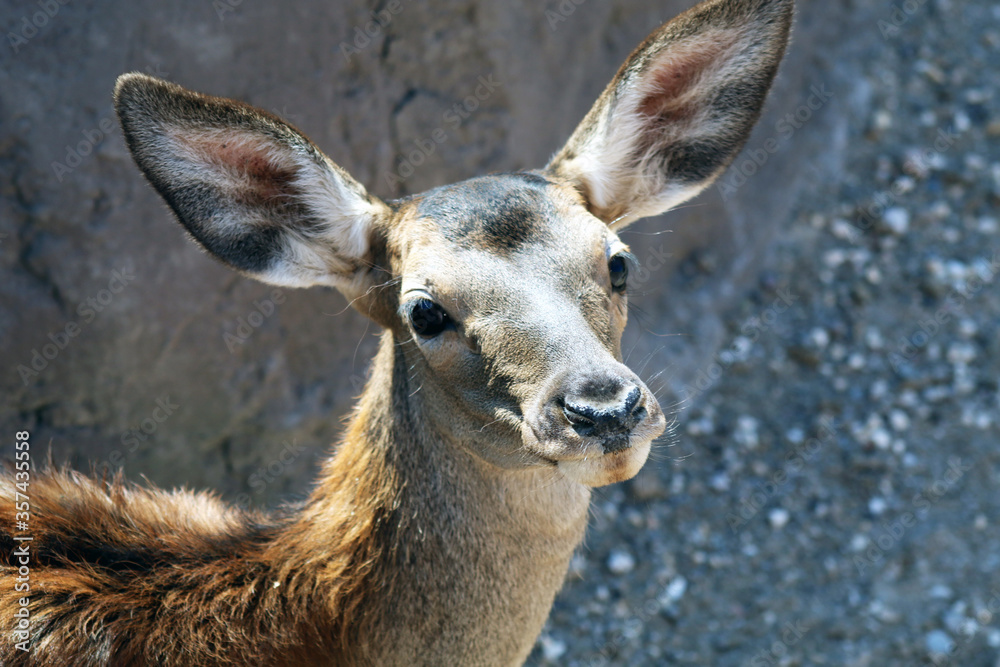 portrait of a young deer