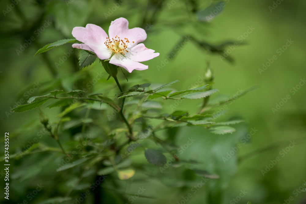 Rose Hip Blossom. Wild Rose Hip blossom in the springtime and a bee. Rose Hip Blossom. Wild Rose Hip blossom in the springtime and a bee.