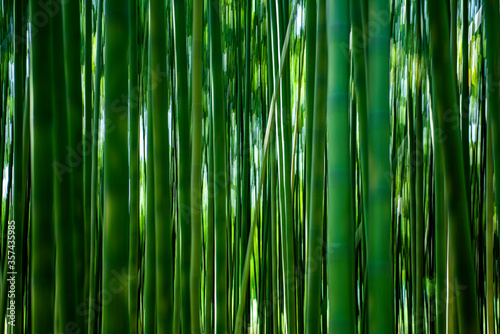 Abstract and beautiful bamboo tree in the bamboo forest. 