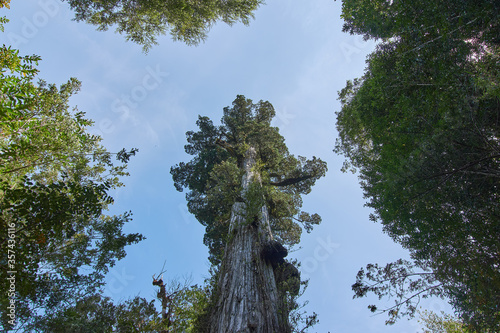 Panoramic view of millennial tree, Alerce Andino National Park, Puerto Montt, Chile photo