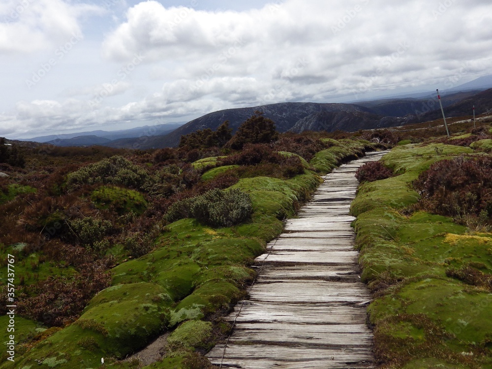landscape of wooden footpath around green moss ,Craddle mountain Tasmania AUSTRALIA