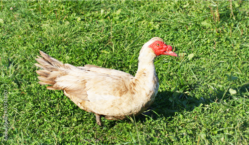 A large adult duck walks on the green grass.
