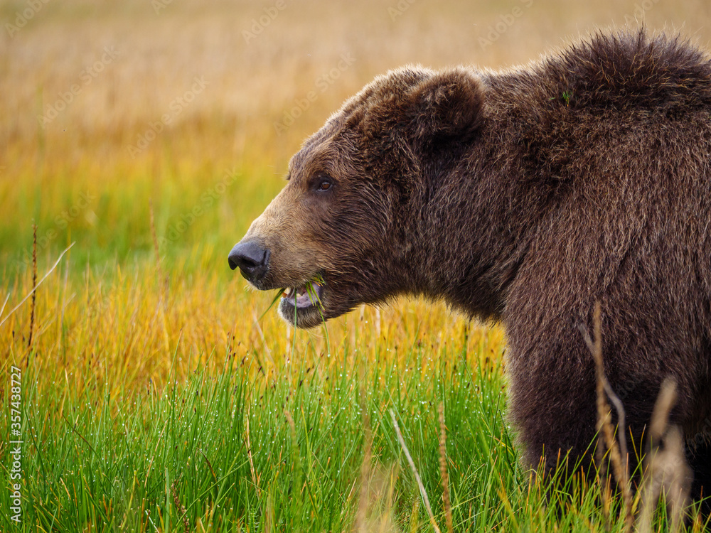 Coastal brown bear, also known as Grizzly Bear (Ursus Arctos). South Central Alaska. United States of America (USA). Coastal brown bear, also known as Grizzly Bear (Ursus Arctos). South Central Alaska. United States of America (USA).