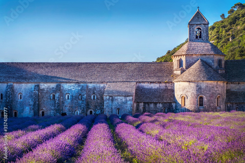 Lavender field in sunlight in the yard of monastery, Provence, Plateau Valensole