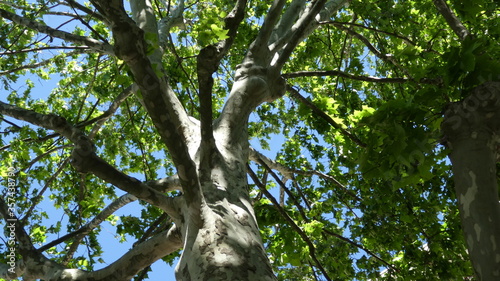 Cuadro en lienzo arbre en ville