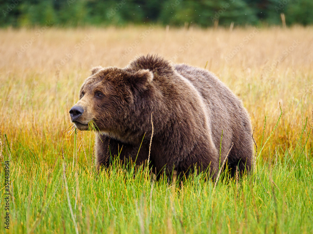 Coastal brown bear, also known as Grizzly Bear (Ursus Arctos). South Central Alaska. United States of America (USA). Coastal brown bear, also known as Grizzly Bear (Ursus Arctos). South Central Alaska. United States of America (USA).