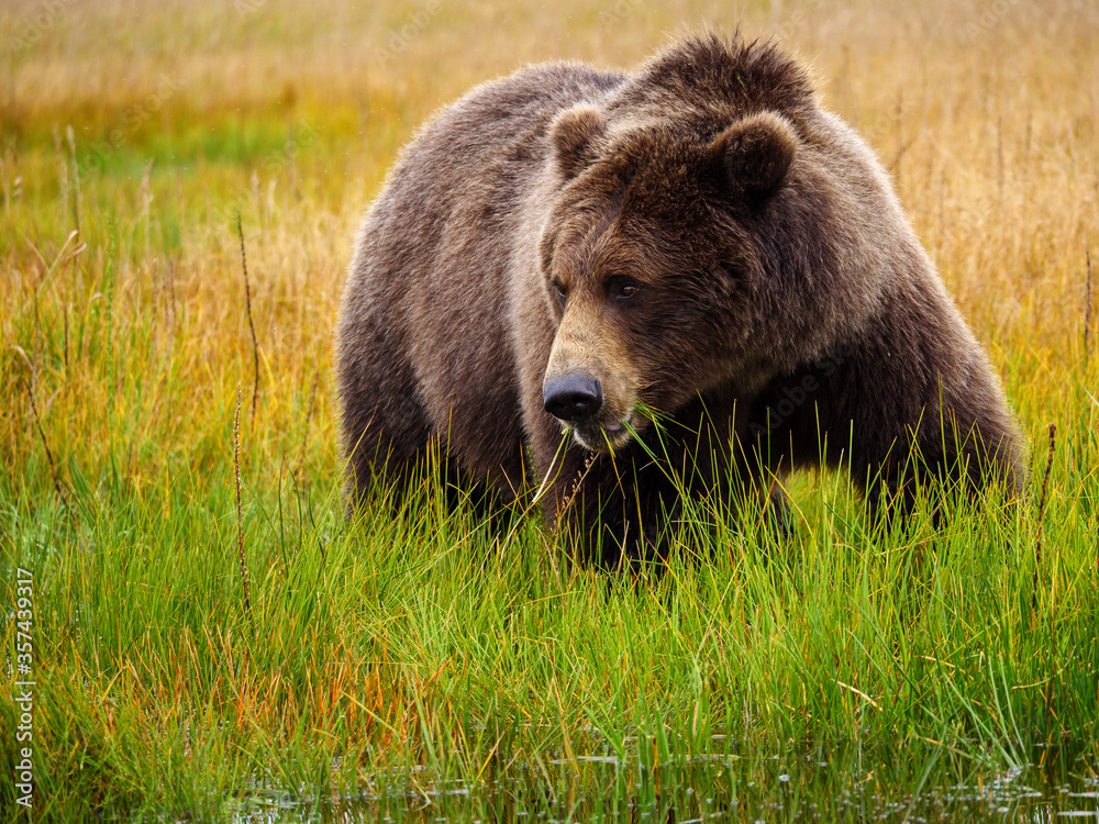 Coastal brown bear, also known as Grizzly Bear (Ursus Arctos). South Central Alaska. United States of America (USA).