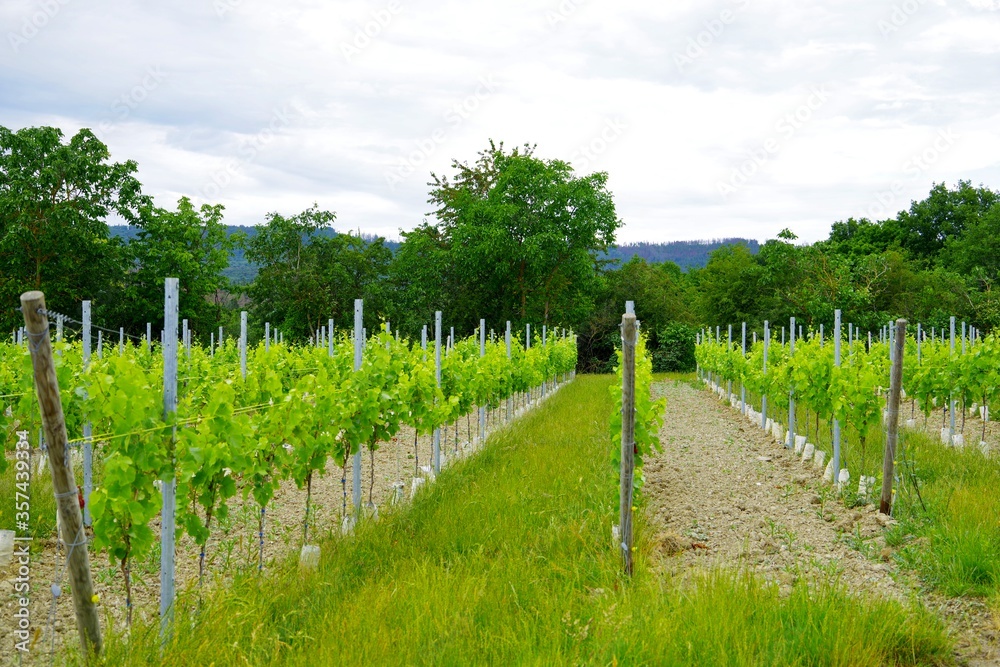 Fototapeta premium Neuer Weinberg 