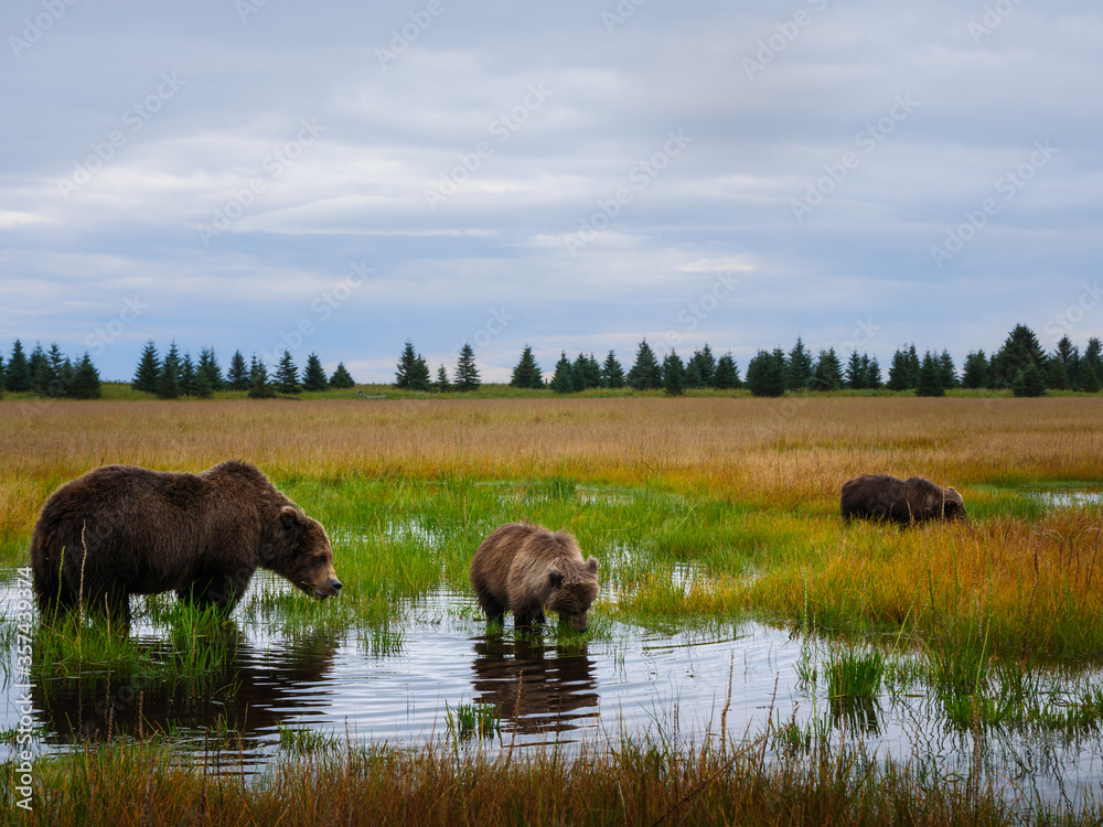 Coastal brown bear, also known as Grizzly Bear (Ursus Arctos) and cubs. South Central Alaska. United States of America (USA).