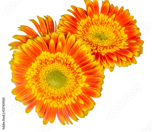 Ortange yellow gerbera daisies