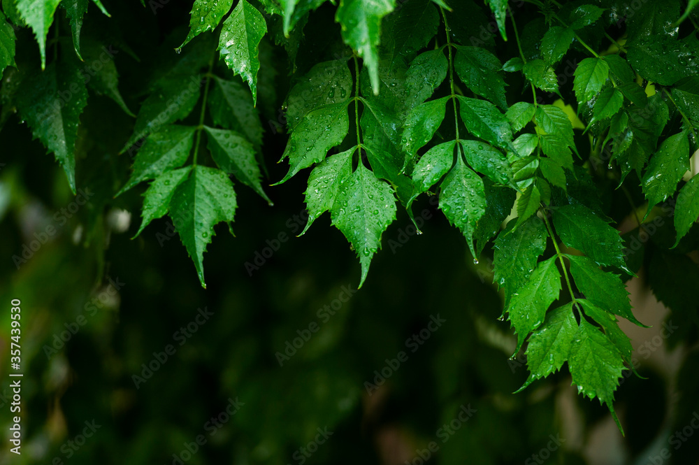 Green leaf after rain background. Green leaf after rain background.