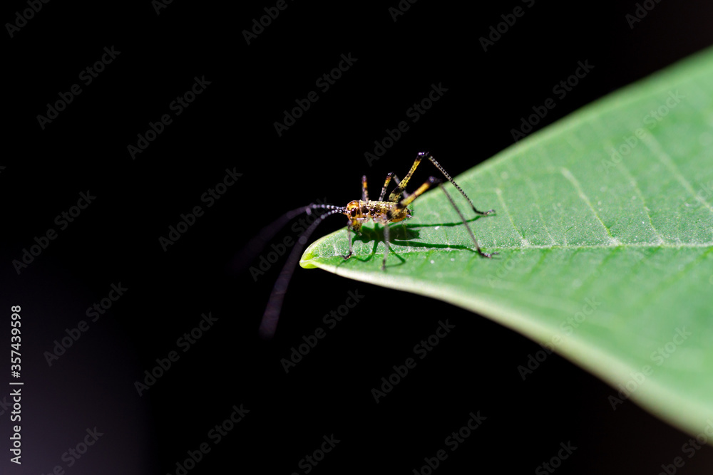 Naklejka premium Small grasshopper, on a green leaf. Black background