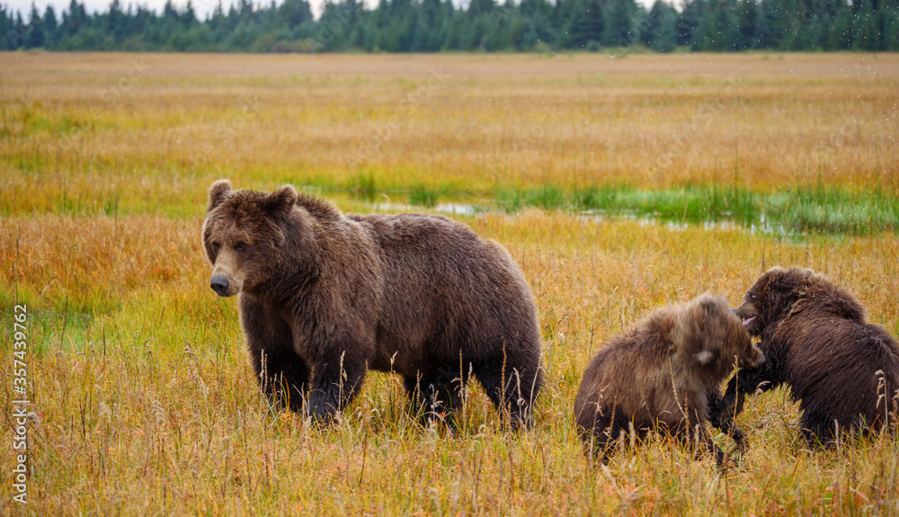Coastal brown bear, also known as Grizzly Bear (Ursus Arctos) and cubs. South Central Alaska. United States of America (USA). Coastal brown bear, also known as Grizzly Bear (Ursus Arctos) and cubs. South Central Alaska. United States of America (USA).