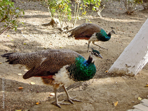 Two male peacocks walking around on garden territory of former summer house of last Bukhara Emir, called Sitorai Mohi Hosa (Palace of Moon like Stars), Bukhara, Uzbekistan photo