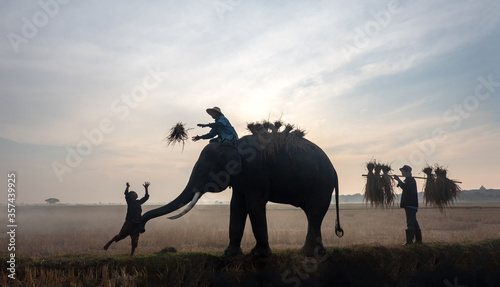 Silhouette of Farmer and elephants at rice field doing harvest