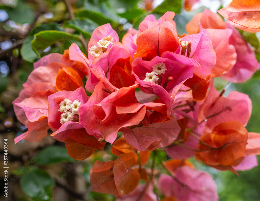 Orange King Bougainvillea, Nyctaginaceae,It is a perennial shrub-type semi-trailer. Sizes range from small shrubs to large shrubs