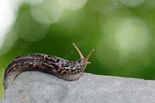 Tigerschnegel (Limax maximus)