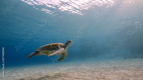 Green Sea Turtle swim in shallow water of coral reef in Caribbean Sea 