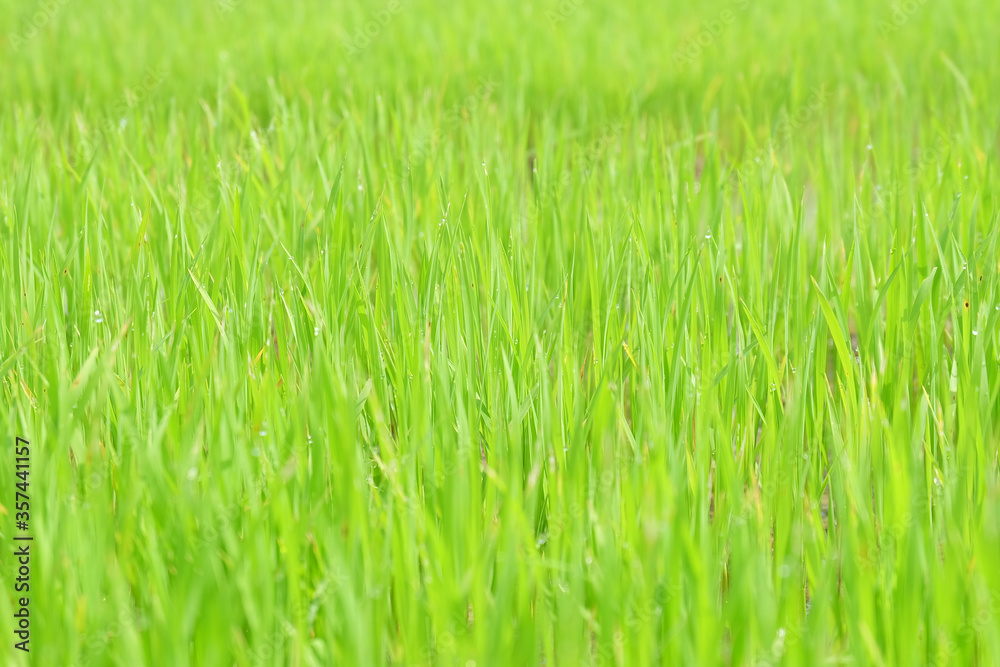 Fresh spring rice field green background. Green nature background. Sapling green rice in Thailand. Fresh spring rice field green background. Green nature background. Sapling green rice in Thailand.