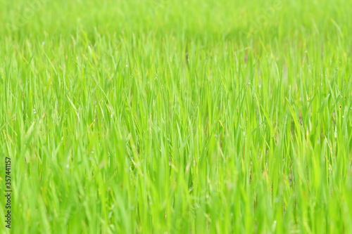 Fresh spring rice field green background. Green nature background. Sapling green rice in Thailand.