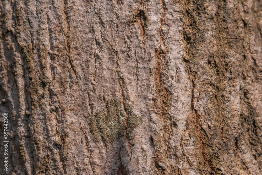 Natural wooden texture photographs taken from Assam forest land. Original images should be used in fabric and paint design. Natural wooden texture photographs taken from Assam forest land. Original images should be used in fabric and paint design.