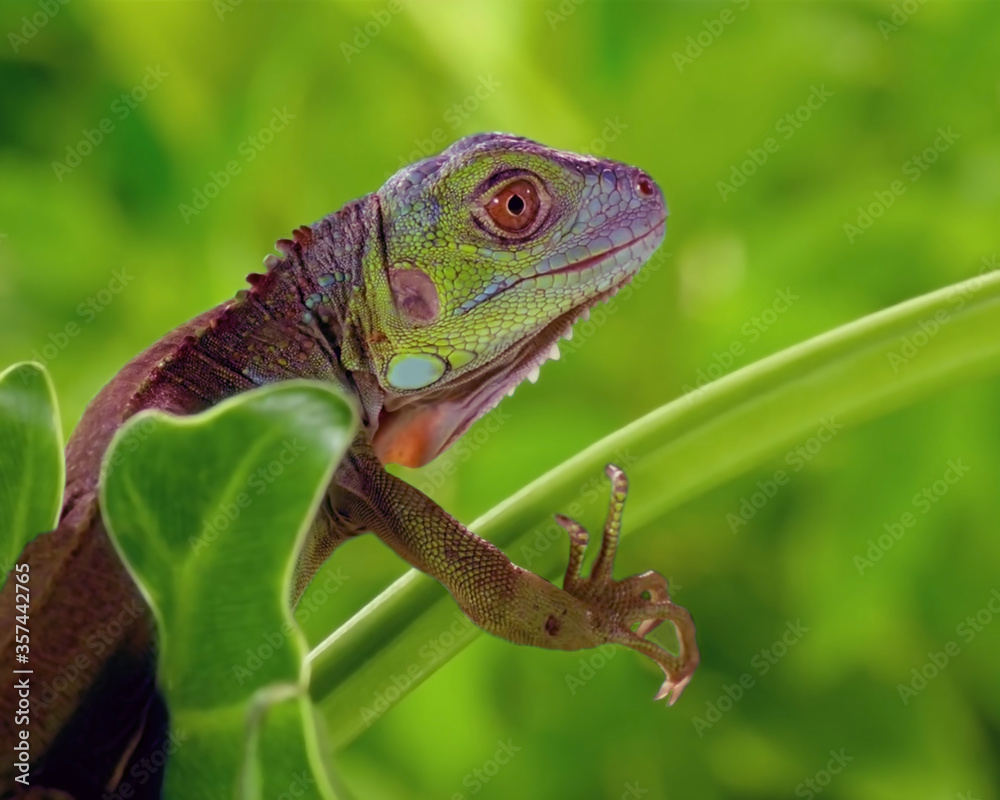 Obraz premium Chameleon Red Eye Green Background
