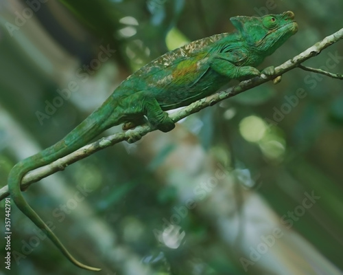 Green Chameleon On a Wood