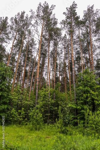 Beautiful summer landscape of the Belarusian forest