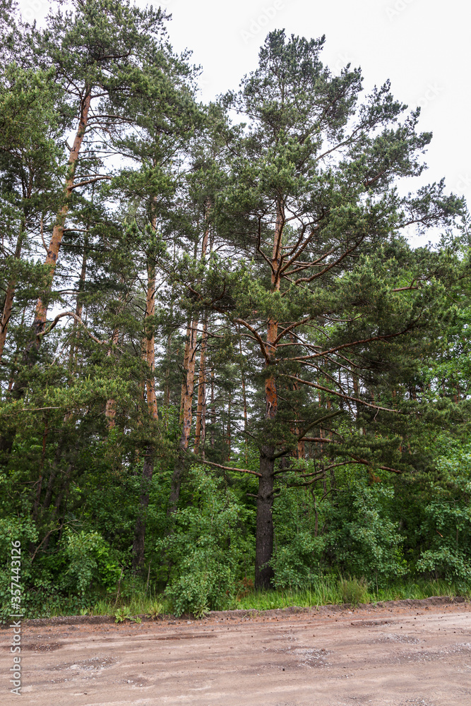 Fototapeta premium Beautiful summer landscape of the Belarusian forest