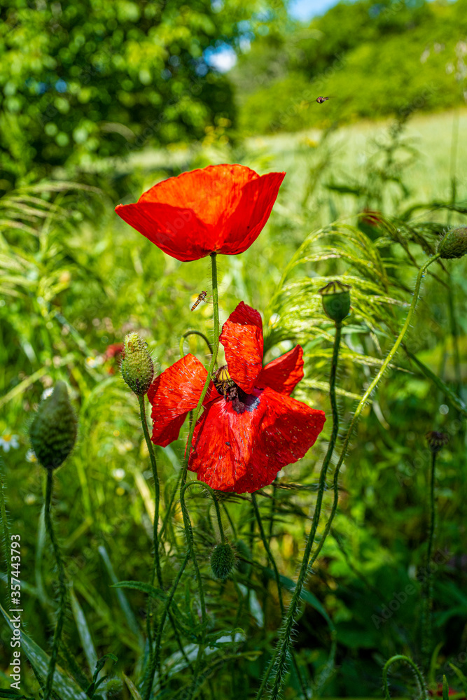 Fototapeta premium coquelicots dans le pré 3