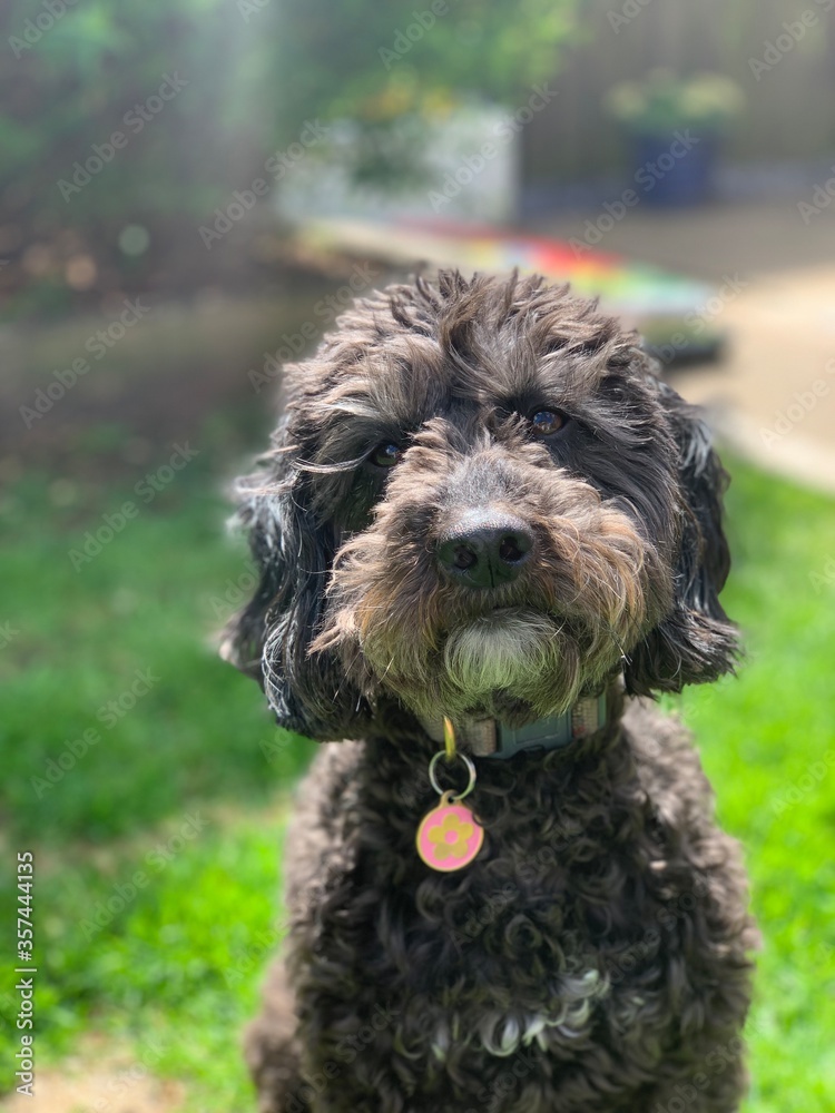 Fototapeta premium black and white