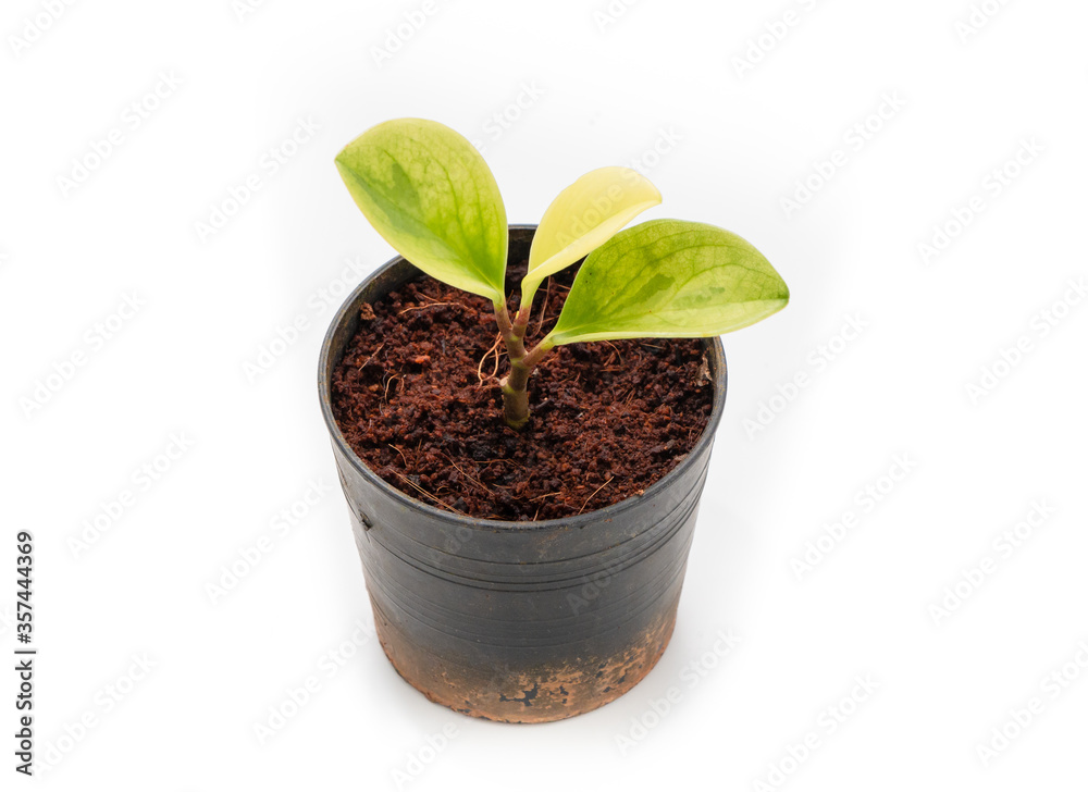 tree ornamental in pot on white background tree ornamental in pot on white background