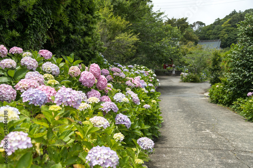 山の紫陽花　千葉県南房総市　日本