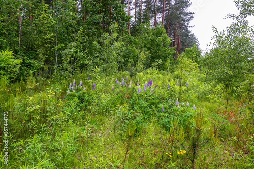 Beautiful wild flowers in the summer forest