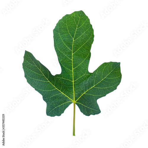 Fig leaf. Green leaf of fig tree isolated on white background. Metaphor of concealing what may be considered indecent