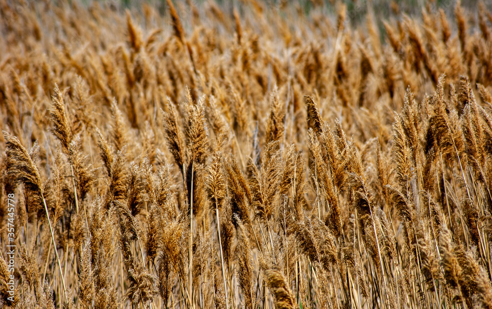 Fototapeta premium Field of Golden Grass