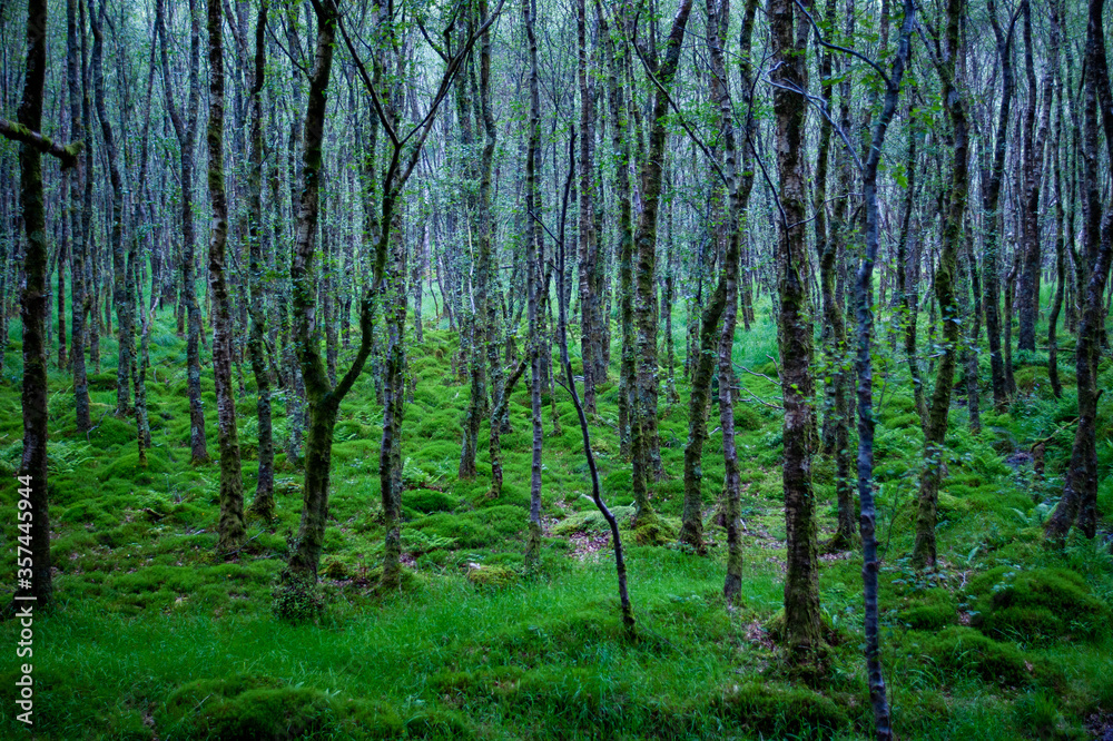 Naklejka premium Moss Covered Wood